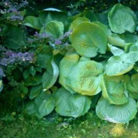 Хоста сорт «Sum and Substance»