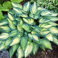 Хоста «Джун (June)»