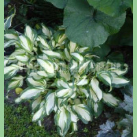 ХОСТА MEDIOVARIEGATA