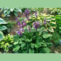 ХОСТА LAKESIDE STORM WATCH