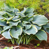 Хоста Sagae (Сага)