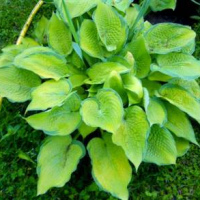 Хоста Made You Look (Мэйд Ю Лук)