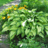 Хоста  Ауреум Макулата(Aureum Maculata)