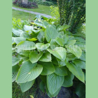 Хоста подорожниковая крупнолистная