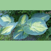 Хоста Great Expectations