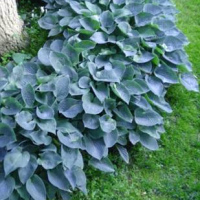 Хоста Blue Mouse Ears