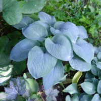 Хоста Blue angel